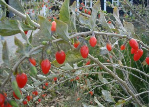 1024px-Lycium-barbarum-fruits