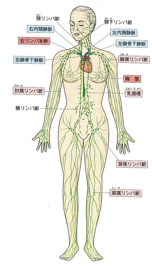 リンパとは 大宮のエステサロン サロンdeエステ Ky